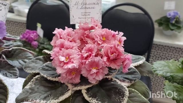 Выставка фиалок .Клуб "Фиалочные Фанаты "#flower #сенполии #весна