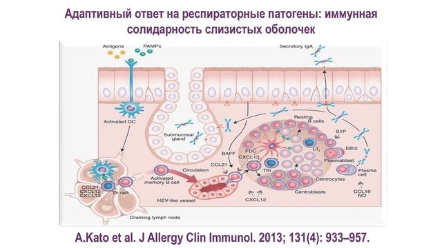 20:00 10.09.2022 Место иммуномодуляторов в педиатрии: в фокусе - бактериальные лизаты смотреть онлайн