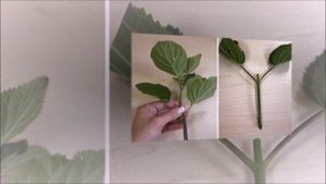 ЧЕРЕНКОВАНИЕ МЕТЕЛЬЧАТОЙ ГОРТЕНЗИИ ВЕСНОЙ, ЛЕТОМ, ОСЕНЬЮ