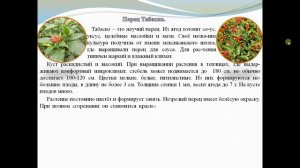 Перец Табаско.