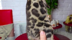 СВОБОДЕН/AVAILABLE bengali kitten Tom-Boy Murbenmir