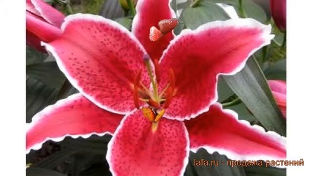 Лилия восточная Ред Айс (liliya-vostochnaya-red-ays) ? обзор: как сажать, луковицы лилии Ред Айс смотреть онлайн