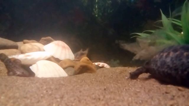 Тритон линяет смотреть онлайн