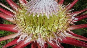 Honey bee in Protea