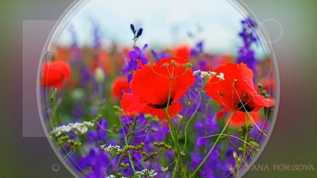 Полевые цветы. Красивое слайд шоу смотреть онлайн
