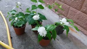 Чубушник (садовый жасмин)