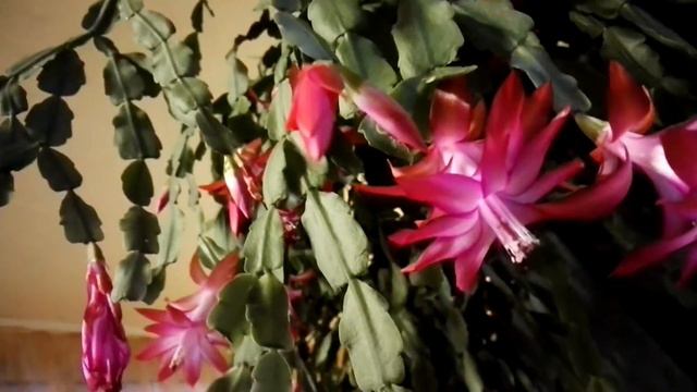 Декабрист цветет в феврале смотреть онлайн