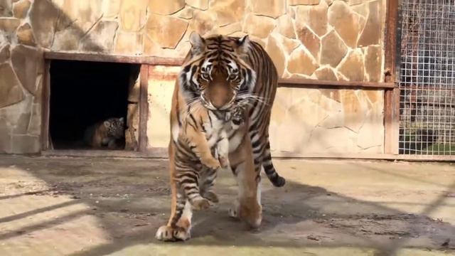 Тигрицы со своими котятами-тигрятами смотреть онлайн