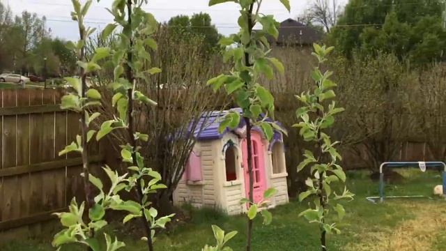 Яблоня. Сразу 5 сортов яблок на одном дереве. Весна Продолжается! смотреть онлайн