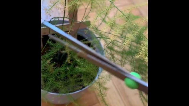 Asparagus fern Care & Tips | How to take care Asparagus setaceus смотреть онлайн