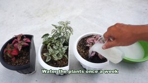 You Will Never Throw Away Rice Water After Watching This | Natural Fertilizer for Any Plants