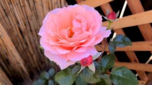 APRICOT CANDY HYBRID TEA ROSE FLOWER