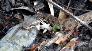 Щитомордник, животные Америки, хлопковый рот, водяной щитомордник - ядовитые змеи