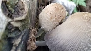 Uno de los coprinos pequeños de la madera. Coprinus xanthothrix. Identificación.