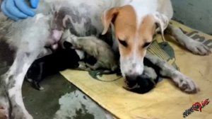 Люди были в шоке когда нашли умирающую собаку на улице, она была беременна!