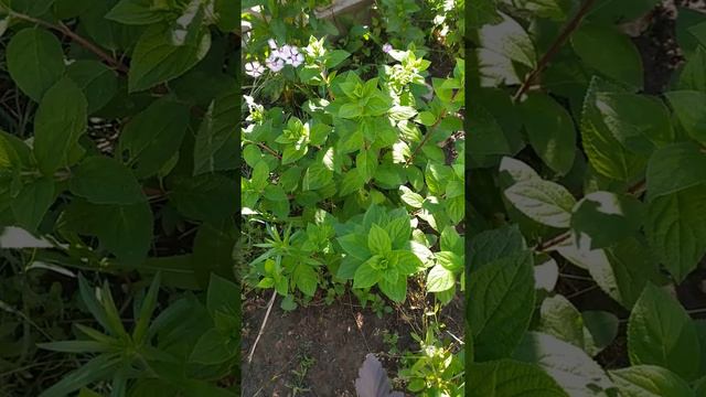 обзор гортензий в моем саду,20 июня2021 смотреть онлайн