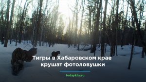 Тигры на Дальнем Востоке крушат фотоловушки