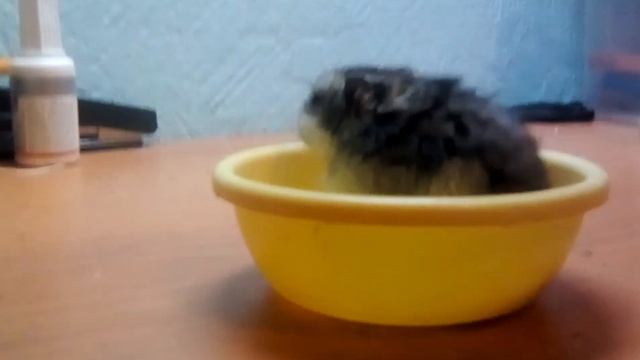 Меня появился хомяк смотреть онлайн