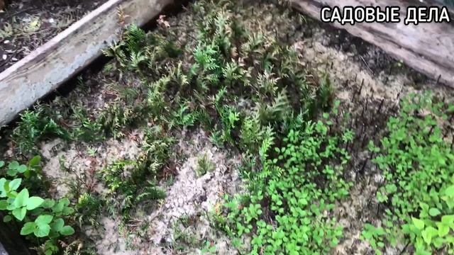 МОЙ НОВЫЙ ЧЕРЕНОЧНИК И ЧЕРЕНКИ В СТАРОМ ЧЕРЕНОЧНИКЕ | САДОВЫЕ ДЕЛА #череночник #черенкование
