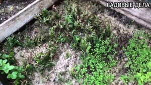 МОЙ НОВЫЙ ЧЕРЕНОЧНИК И ЧЕРЕНКИ В СТАРОМ ЧЕРЕНОЧНИКЕ | САДОВЫЕ ДЕЛА #череночник #черенкование