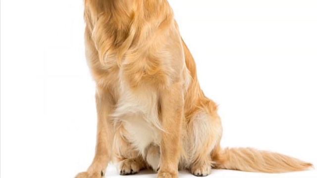 सपने में भूरे रंग का कुत्ता देखना | सपने में भूरा कुत्ता देखना | Seeing Brown dog in dream | смотреть онлайн