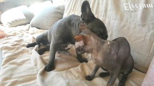 Французский бульдог умывает канадского сфинкса / Реакция КОТА  на СОБАКУ