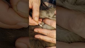 Как достать клеща у кошки.Быстро и надёжно!