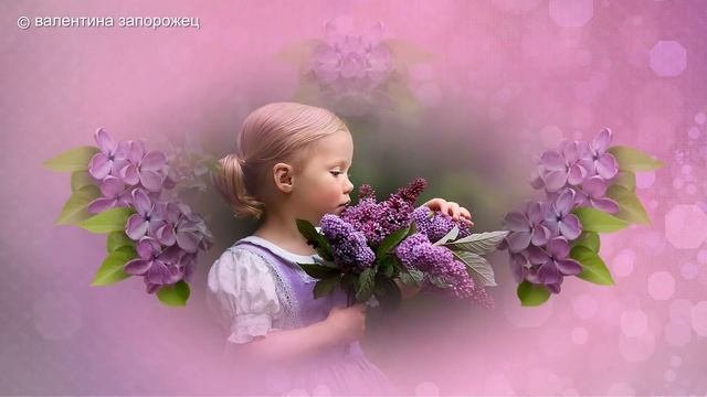 Бесплатный проект Сирень + переходы Proshow Producer