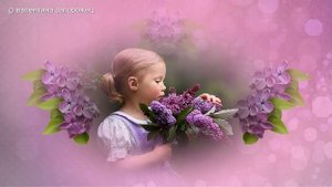 Бесплатный проект Сирень + переходы Proshow Producer