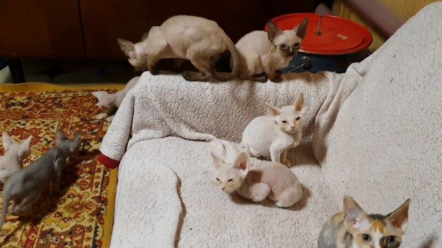 Мои котята Девон Рекс смотреть онлайн