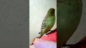 Говорящий попугай Арчи 2