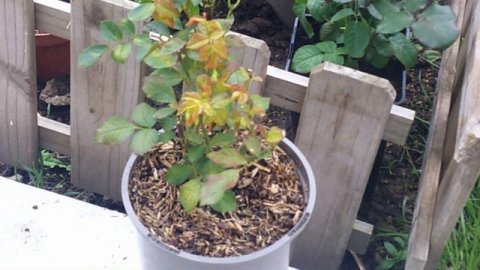 My new rose (Deep Secret)