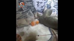 Ночная ловля налима на стук. Рыбалка на Рыбинке.