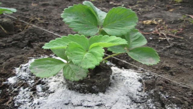 Подкормка клубники весной! смотреть онлайн