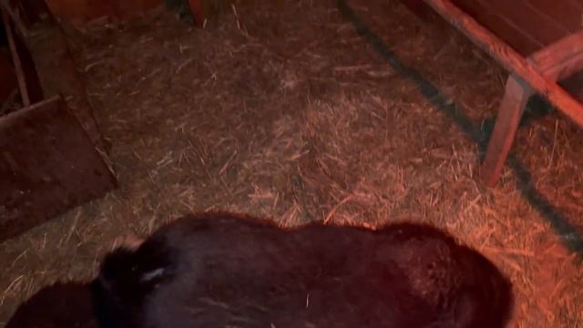 Развлеклись, успокоились, поели, сказка на ночь и спать до утра в теплом домике. смотреть онлайн