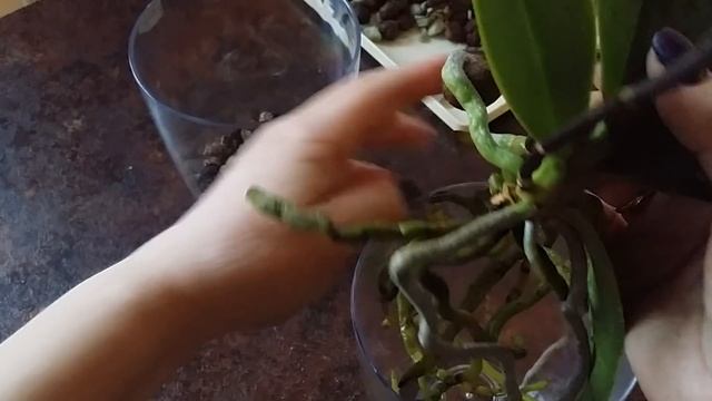 пересадка ОРХИДЕИ с воздушными корнями..26.03.2020 смотреть онлайн