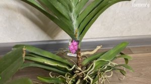 Обработка гнили на шее ванды. Первая Ванда в моей коллекции орхидей.