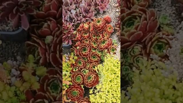 Обзор сортов молодило  - sempervivum часть 2.