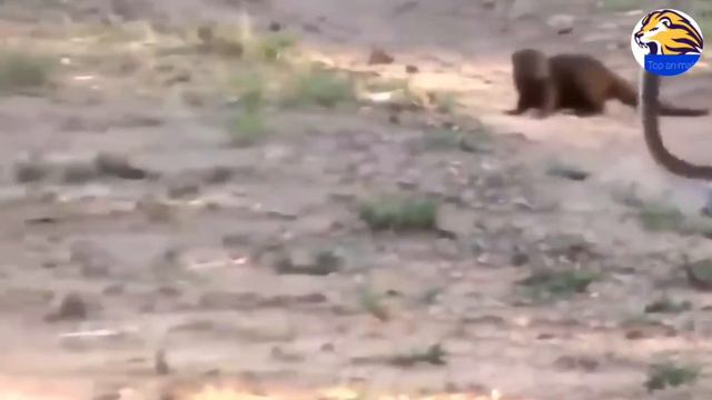 Amazing: monkey vs snake fight to the death | Amazing Python vs Big Cat, snake fight, big cat,pytho