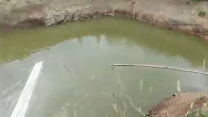 КАК СПАСТИ ФОРЕЛЬ ОТ ЖАРЫ//ПРИ КАКОЙ ТЕМПЕРАТУРЕ ЖИВЕТ ФОРЕЛЬ