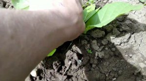Описание табака Берлей краснодарский