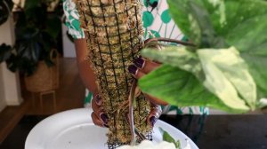 Make Your Syngonium (Arrowhead Plant) BUSHY Quickly!