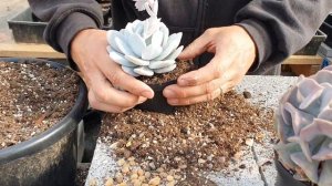 REPOTTING SUCCULENTS WITH FARINA 🌱💖👌