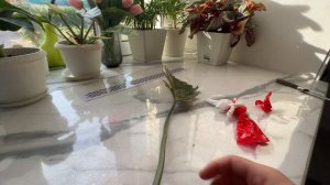 Распаковка филодендрон карамель марбл . Уборка в теплице. Сборка семян томатов