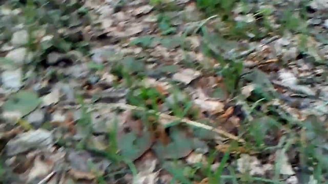 Голубые подснежники, а так же обнаружил новый вид цветов.. смотреть онлайн