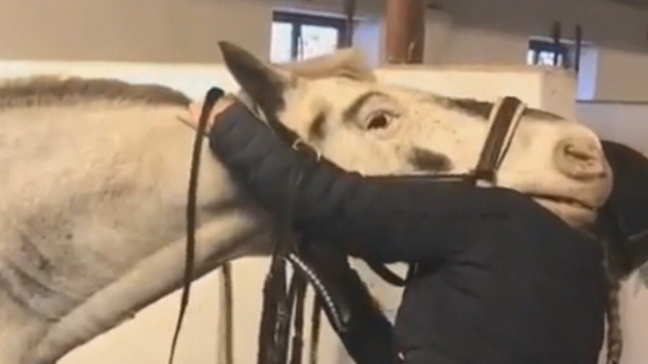 ПРИКОЛЫ С ЛОШАДЬМИ-ОМГ!!!FUNNY HORSES-СМЕШНЫЕ ЛОШАДИ- CUTE ANIMALS(HORSES)/Funny jokes with horses смотреть онлайн