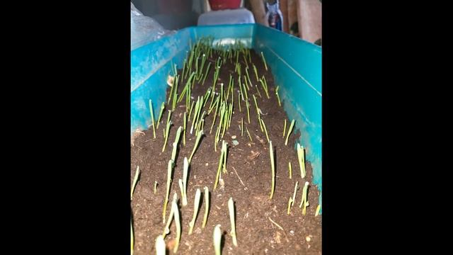 О том, как я выращивал траву на балконе смотреть онлайн