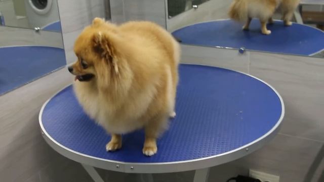 Шпиц после стрижки. Мастер Подгорная Ирина. Одесса2017 смотреть онлайн