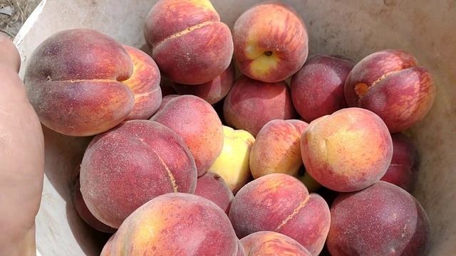 Сверхранний персик Эрли Крест. Отличный вкус и вес. Урожай 2022. Обзор от Макси Сад смотреть онлайн