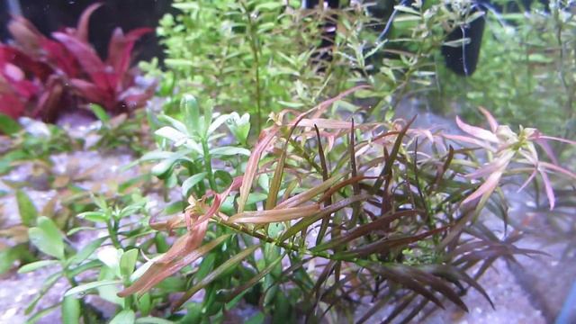 Удобрения для аквариумных растений на старте. Кущение растений в аквариуме продолжение. смотреть онлайн